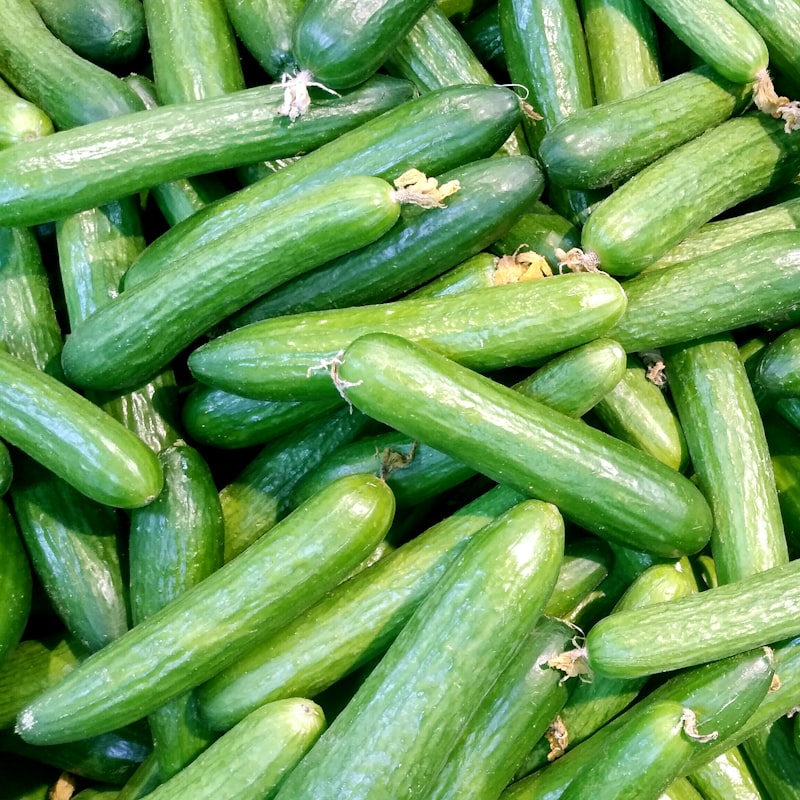 Fresh cucumbers on white background
