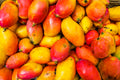 Fresh apricots on white background