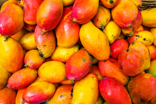 Fresh apricots on white background