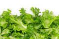 Fresh lettuce on white background