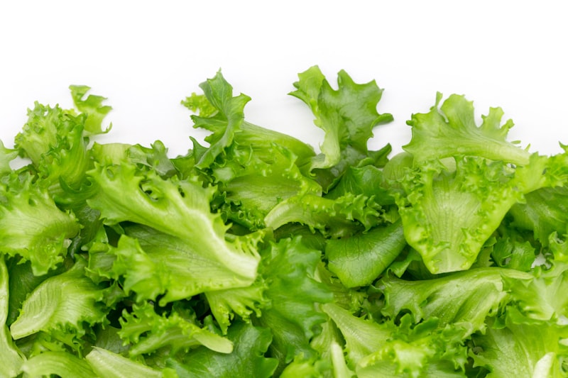 Fresh lettuce on white background